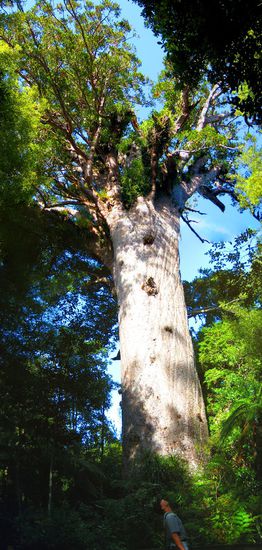 Kauri-Tree (ca. 1200 Jahre alt)