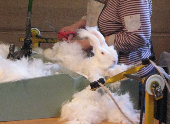 Karnickel "am Spiess"