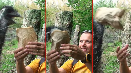 Ein Emu wird beim Fressen von einem Papiersack angegriffen