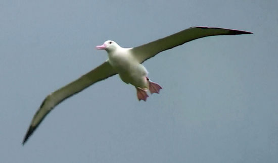 ein Albatross im Landeanflug