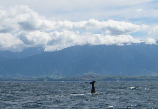 Pottwal "Little Nick" auf Tauchgang