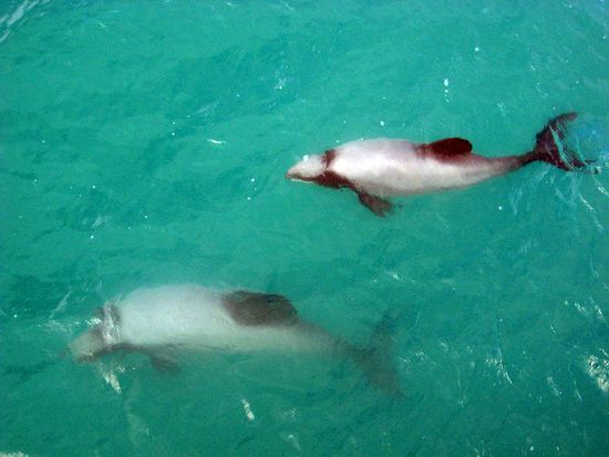 Hector Delphine in Action