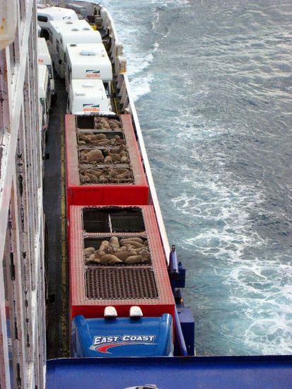 Eine Ladung Schafe auf dem Weg nach Wellington