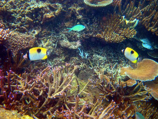 Nein, kein Aquarium, sondern ein Foto vom Hausriff von Matamanoa Island.