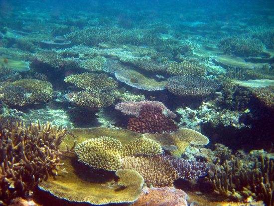 Eine etwas weitläufigere Ansicht des Hausriffs (ca. 1 Meter unter der Wasseroberfläche)