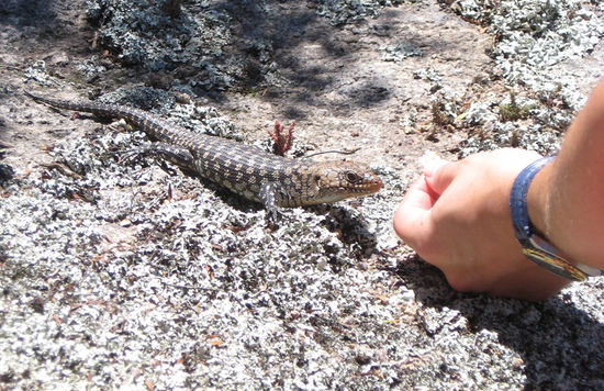 Die Echse, Sekundenbruchteile, bevor sie in Michis Finger biss... (selber schuld)