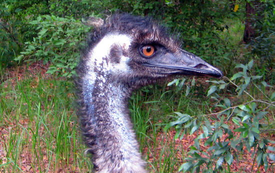 Ein Emu, wie er leibt und steht...