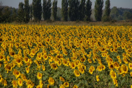 Summer has gone?? - Mitnichten: Ende September im Rhône-Delta