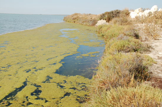 Auch ohne Flamingos schoen - Camargue im Spaetsommer