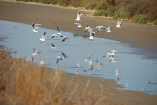 Moewen satt - aber halt keine Flamingos!
