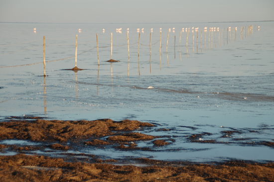 ja genau - Flamingos "in line"