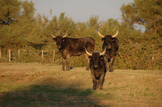 Die warten wohl schon den ganzen Tag auf mich  in dieser Konstellation...