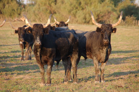 und holen irgendwann die ganze Stiergang dazu....
