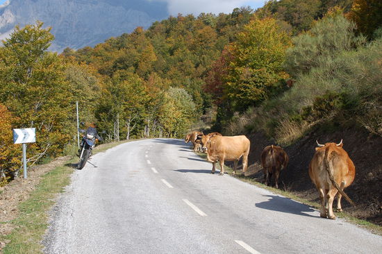 Street Life: Street Cows...