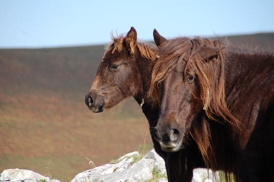 ...and Street Horses