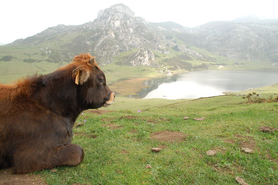 ...nicht bevor auch noch den Gletscherseen  bei Codavango ein Besuch abgestattet wird...