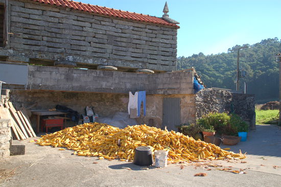 Maisernte in Galicien - typisch fuer die Region die Horreos, steinernde Vorratshaeuser