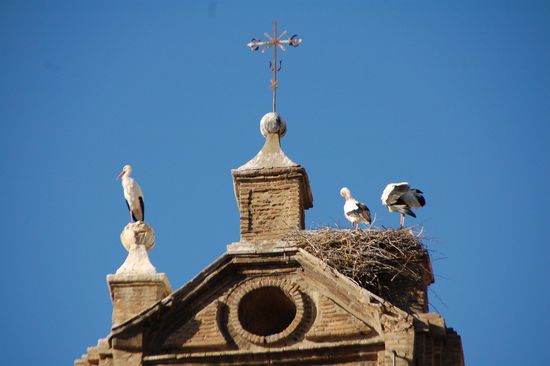 Fruehstueckszeit - und die Burschen machen gerade Morgentoilette....Tudela