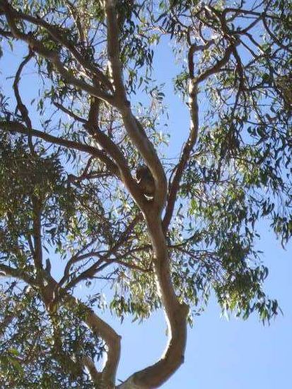 Bei längerem hinschauen, fanden wir sogar auf den Eukaluptusbäumen, zwischen den Ästen, schlafende, süsse Koalas. Siehst Du ihn?