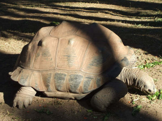 ..... Riesenschildkröten