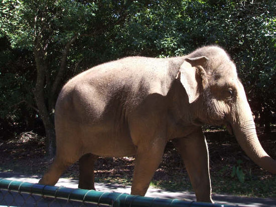 .... und in einem richtigen Zoo darf auch dieses Tier nicht fehlen