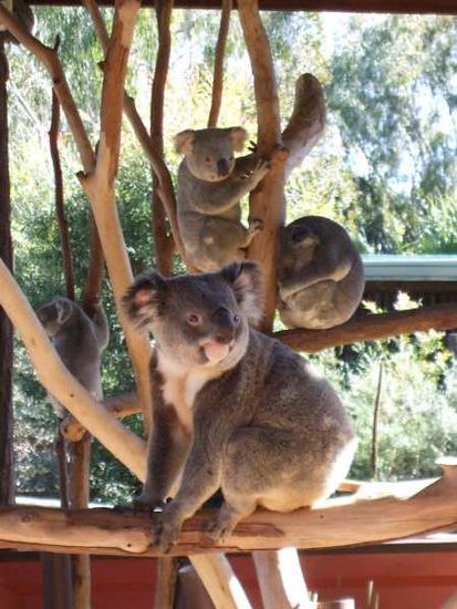Wie schon im Bericht erwähnt, habe ich mich in diese drolligen Koalas verliebt....