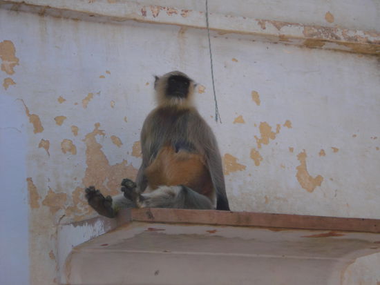 Auf den Daechern von Pushkar..