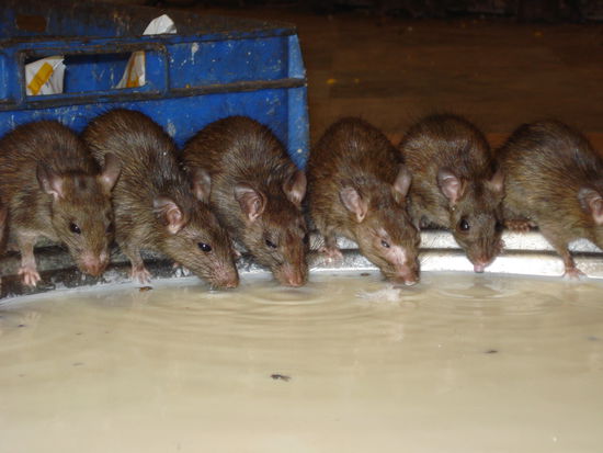 Ratten trinken Milch