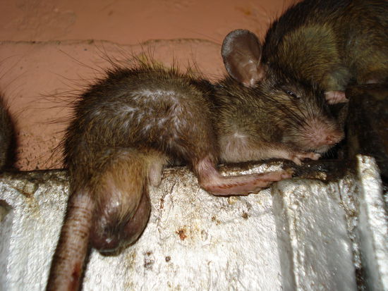 Schlafende Ratte mit riesen Cojones