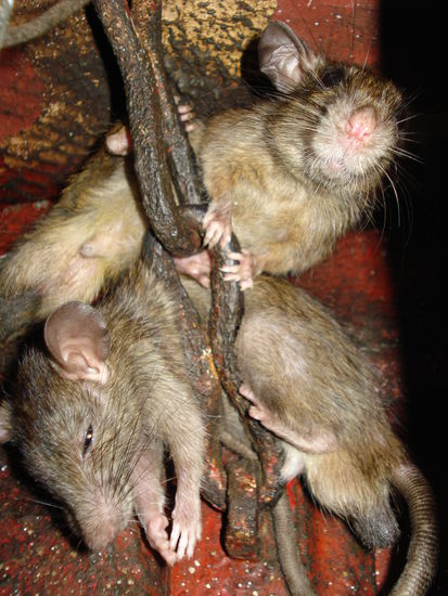 Herumhaengende Ratten