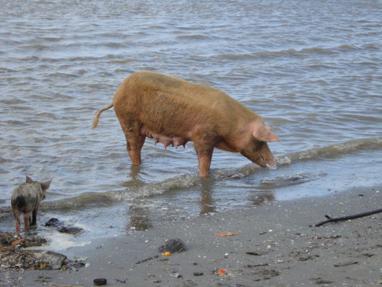 Schweine am Meer in Livingston
