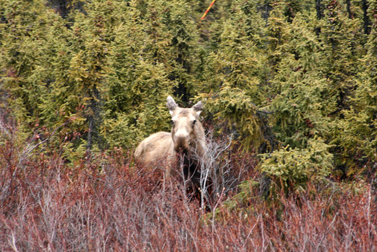 Moose am Wegesrand
