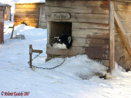 auch Hunde brauchen ihren Schlaf