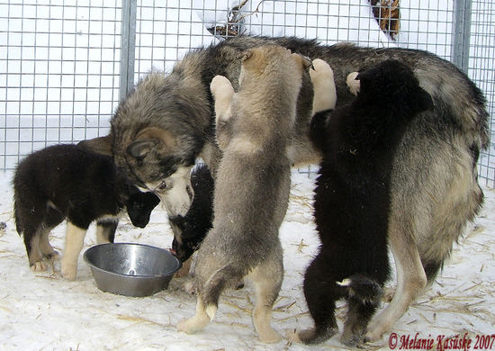 süße kleine Wautzis