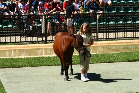 Bindi mit Pony