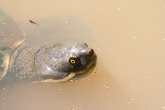 Schildkroeten gabs auch