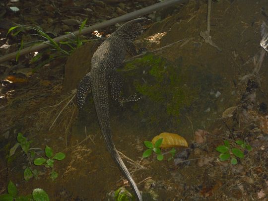 fuer die Hexe... genial, oder? Und das war noch ein Baby... die grossen waren halbe Dinosaurier