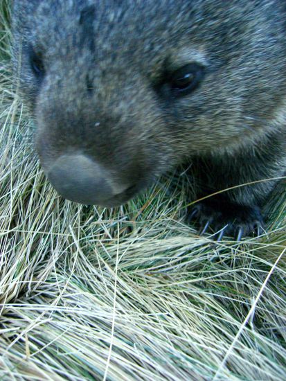 das Mistvieh hat mich gebissen ... boeser Wombat (die Geschichte kommt spaeter... es hat mich mit Gras verwechselt)