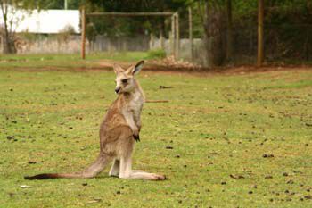 Tasmania Devil Parc... ein Wallaby