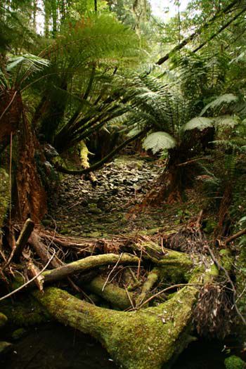 Rainforest Walk irgendwo vor St. Helens
