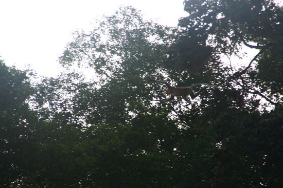 who finds the flying monkey?