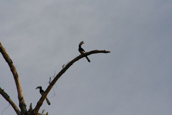 Hornbills