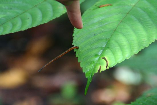 Leech