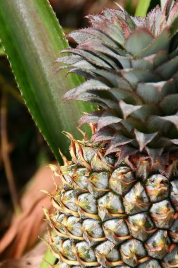 so wachsen also Ananas lol