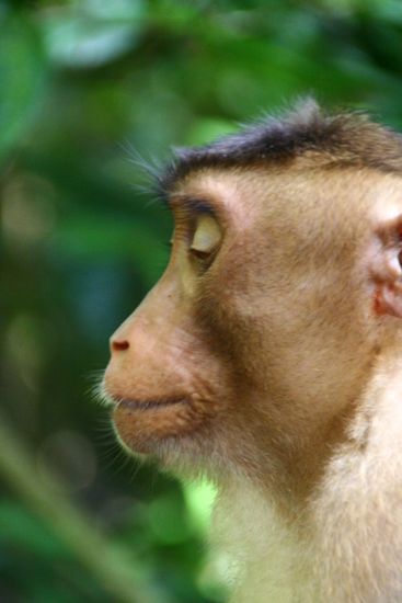 Profil einens Makakens