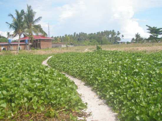 Weg vom Strand zum Dorf