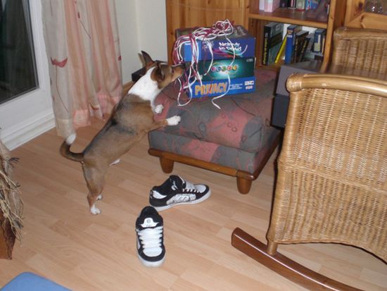 das ist der Hund