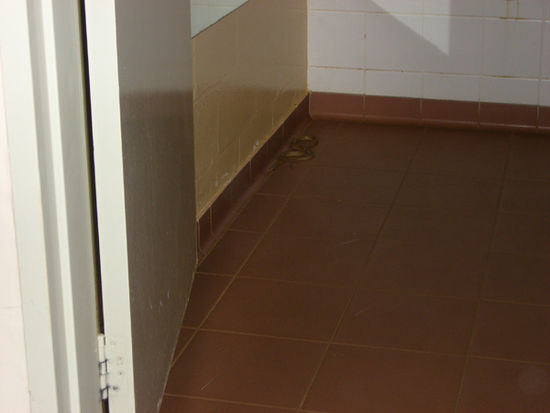 brown snake im bathroom