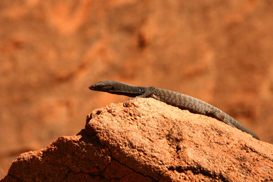 at Uluru