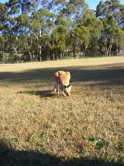 eins der Wallabies